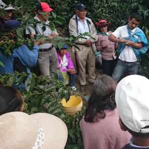 COEペルー2018オークション結果 優勝のヌエバ・アリアンザ農園の落札価格は？