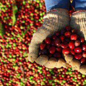 コロンビア 2月のコーヒー生産量減少、輸出量増加