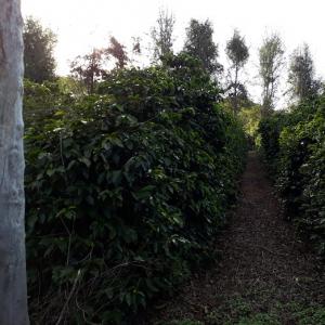 猿田彦 COEブラジル入賞 パサージェン・ペドラ農園のコーヒーを発売